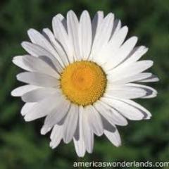 OkieKatt1966's profile picture. Okie since 4th birthday; but HUGE supporter of  United States of America and thankful for our Forefathers and their great insite.