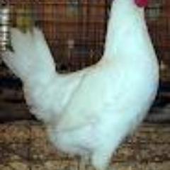 shadrene's profile picture. 