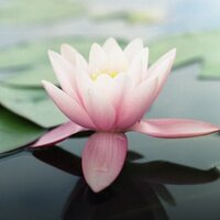 Cindy Christon (@cchriston1000) 's Twitter Profile