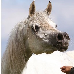 Mindy Peters is a third generation Arabian Horse breeder. Her love and dedication shines through in her captivating horses. Check out http://t.co/X3fWtW0fys