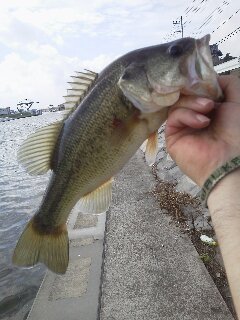 shaura000's profile picture. 印旛沼の近くに住ながら、霞ヶ浦水系と高滝をメインにするオカッパリバサー！偏った知識と、ミーハーな為、釣りウマな方は鼻で笑わないように(笑)　気軽に情報交換できれば幸いです。たまに下ネタ呟きます( -_-)o