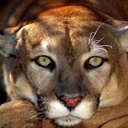 Casper Fields - @Casperseesall - Twitter