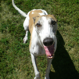 GREY2K_CT's profile picture. Representing Connecticut for GREY2K USA, promoting greyhound protection laws and adoption. We believe that greyhound racing is cruel and should end.