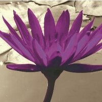 AnandaScapes LLC (@anandascapes) 's Twitter Profile