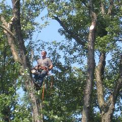 Tree service providing quality tree care in the Washington DC metro area at reasonable prices