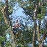 AArborists's profile picture. Tree service providing quality tree care in the Washington DC metro area at reasonable prices