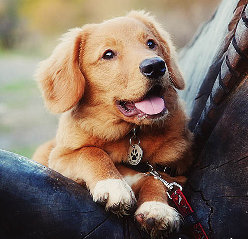 LittleRedDogTog's profile picture. Love animals, love photography and loving life.