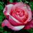Kukutras28's profile image