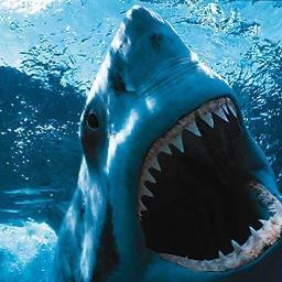 G.O.E. That's the motto #Sharks