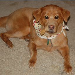 WagginDelights's profile picture. I am a Golden Chow mix although I get along better with my Golden friends.  I am CTO (Chief Tasting Officer) with Waggin' Delights.