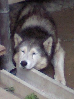 110_703's profile picture. 高齢出産の２児のママです。
不妊治療を経て妊娠、2013/3/7に女の子、2016/2/9に男の子を出産しました。

長野市産まれ、板橋区在住