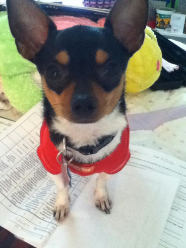 I'm Moki, I Was Born September 15, 2011 And I Am The World's Most Epic Chihuahua Ü Follow Me!!! How Can You Not Fall In Love With My Cuteness #Anipals#CuteDogs