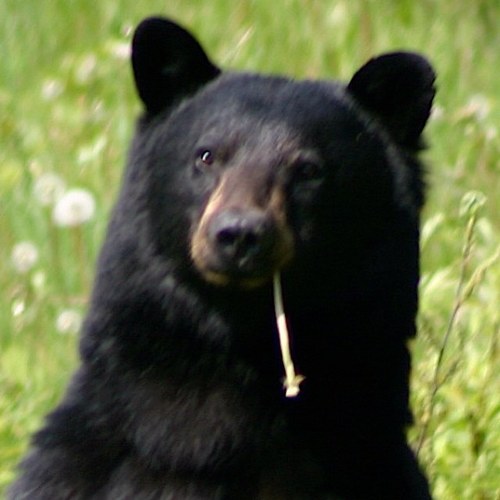 grizzly_paws's profile picture. 