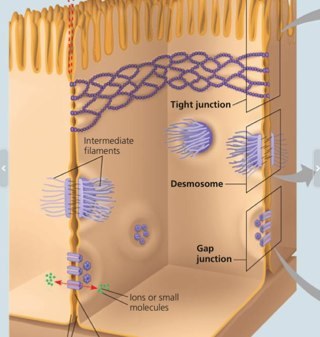 bio_is_cool's profile picture. shared account for plasmodesmata, which is only in plant cells, and also desmosomes, tight junctions, and gap junctions, which are only in animal cells!