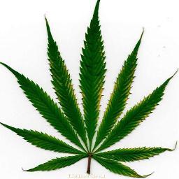 I tweet what everyone wants to about weed... questions, answers, pictures, and high thoughts/comments. Im in no way affiliated with Bob Marley. #Blowthegoodgood