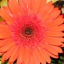 Carrie Mason - @imacottagegurl - Twitter