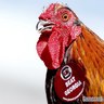 Sir_Big_Spur's profile picture. Full legal name is Sir Big Spur V. University of South Carolina mascot. I enjoy all USC sports, sunrises, & chasing cute hens. I'm a real bird, pal!