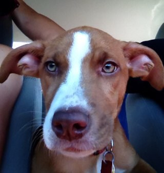 My hobbies: taking naps, trail running, and chasing balls. When I have time I dominate on the court.