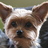 Golden_C's profile image