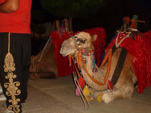 NNuvelstijn's profile picture. 