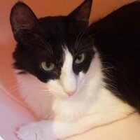 尾崎将也／脚本家・映画監督・小説家 (@ozakimasaya) Twitter profile photo