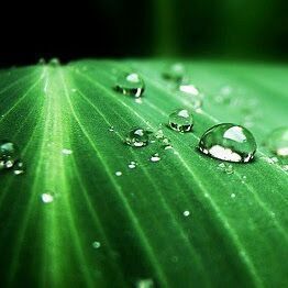 greenfriki's profile picture. Farmacéutica y estudiante de ciencias ambientales.