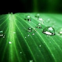 Ann Friks (@greenfriki) 's Twitter Profile