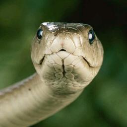 AmottR's profile picture. FFF