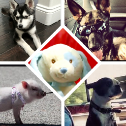 This account is dedicated to the beautiful pets of Big Time Rush -Fox, Sydney, Yuma, Sissy and of course Logans stuffed puppy  xxx