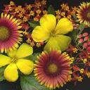 panashick's profile picture. 