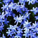 mirabellalove's profile picture. 