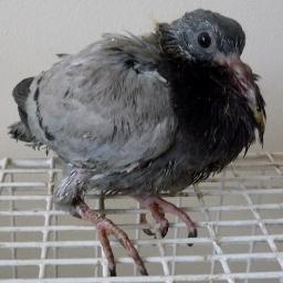 FeralPClothing's profile picture. Feral Pigeon Clothing,
Unisex T-shirt brand est. 2012