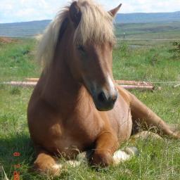 The Icelandic horse is a very special and unique breed. Though being small they are still a HORSE, not a pony.