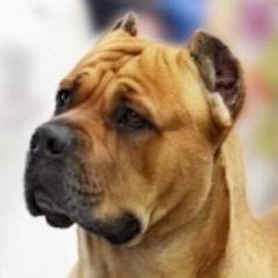 Rockhaven sales cane corso