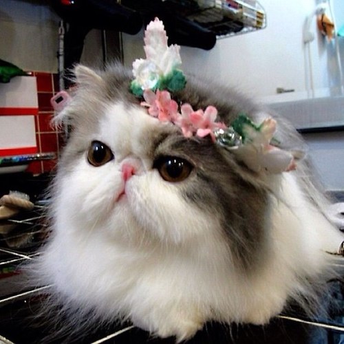 riotpussy's profile picture. occupy pussy