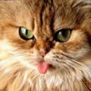 stasiabergen415 Profile Picture