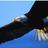 GibbsHSLibrary's profile image