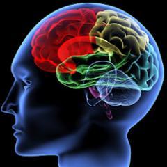 Stay posted on the upcoming lectures and events hosted by Adelphi University's Psychology Club.