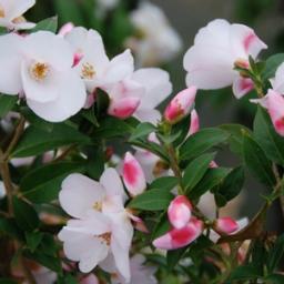 Depuis 1944, pépinière spécialisée en éricacées (Camellia, Magnolia,..) et en arbustes de collection. French nursery specialised in ericaceous & special plants.