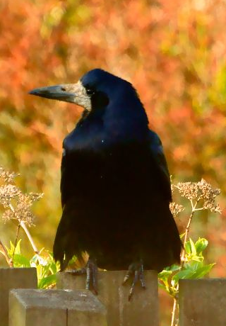 brackenfan's profile picture. some old bird