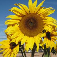 Tucson Village Farm (@tucsonvillagefa) 's Twitter Profile