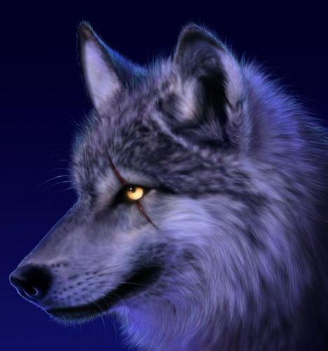 CanisL7 Profile Picture