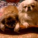 kristi cobb - @kristi_cobb - Twitter