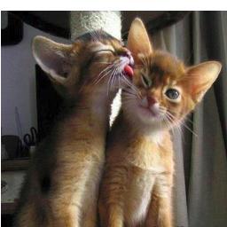 everyday we post cut pictures featuring cut cats :D follow us to get your daily cats pictures :D