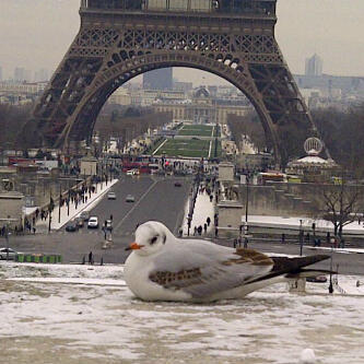 khalid054's profile picture. 