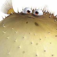 The top Tetraodontidae stories on the internet right now