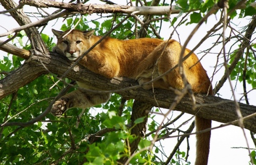 Im a free cat trying to find some food along the boise river! leave me alone coppers and fish and game! i got foods to finds!