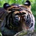 steve tiger - @stevetiger2013 - Twitter