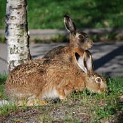 Liefhebber van wild is bezig met nieuwe informatie site en mogelijk Europees ECO WILD keurmerk,
