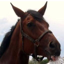 Just a regular guy with a lifelong love of horses.